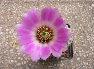 Echinocereus reichenbachii var. oklahomensis  helle Bedornung