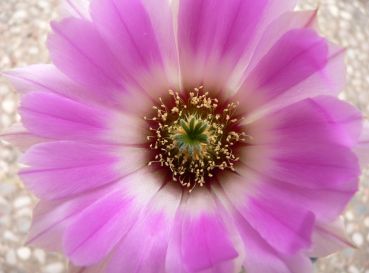 Echinocereus reichenbachii var. oklahomensis  helle Bedornung