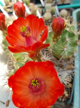 Echinocereus triglochidiatus var. Inermis