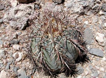Echinocactus horizonthalonius var. nicolli, Silverbell Mountains, Arizona