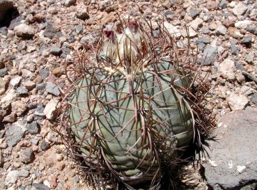 Echinocactus horizonthalonius var. nicolli, Silverbell Mountains, Arizona