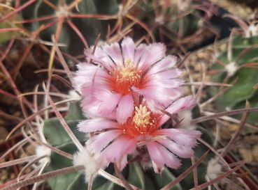 Echinocactus texensis JO 493