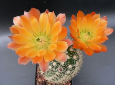 Echinocereus x lloydii