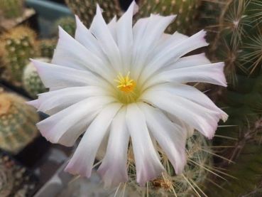 Thelocactus bicolor var. bolansis (albiflora)