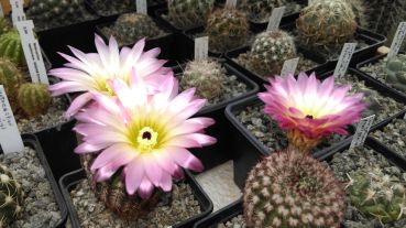 Notocactus / Parodia rutilans