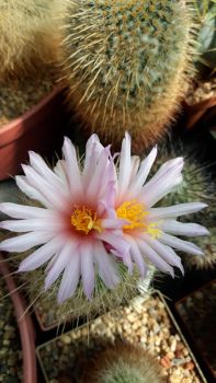 Thelocactus macdowellii