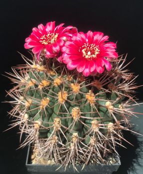 Gymnocalycium tillianum