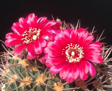 Gymnocalycium tillianum