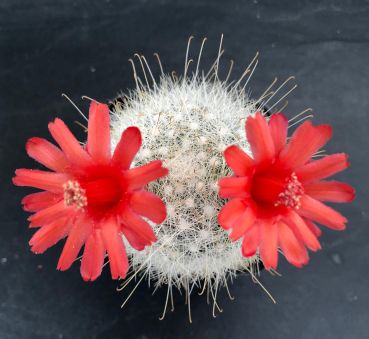 Mammillaria senilis