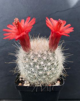 Mammillaria senilis