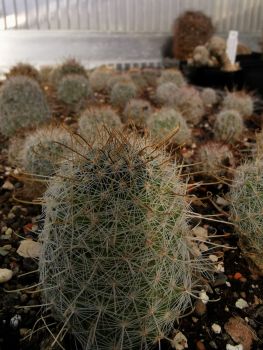 Mammillaria grahamii