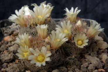 Mammillaria rischeri - L1063