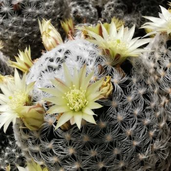 Mammillaria duwei