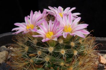 Mammillaria tepexicensis FO-177