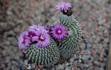 Turbinicarpus pseudopectinatus