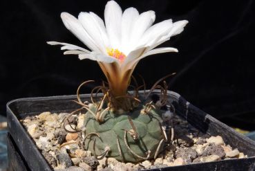 Turbinicarpus schwarzii