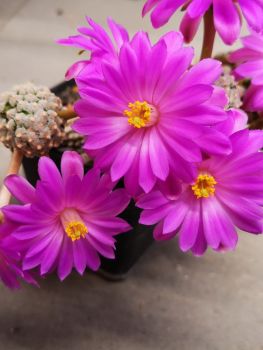 Mammillaria theresae