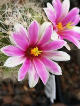 Mammillaria boolii