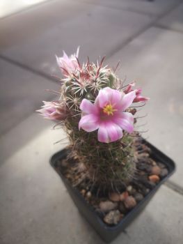 Mammillaria sheldonii