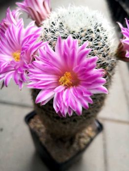 Mammillaria napina