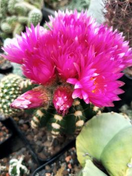 Notocactus uebelmannianus