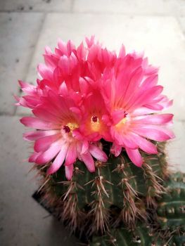 Notocactus submammulosus var rubra