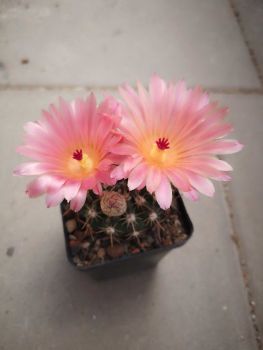 Notocactus submammulosus var rubra