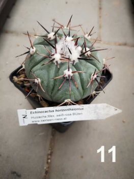 Echinocactus horizontalonius Nr.11