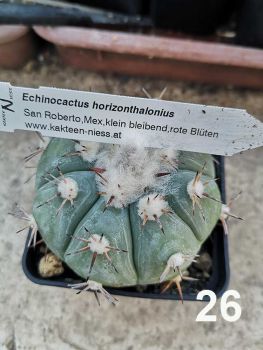 Echinocactus horizontalonius Nr.50