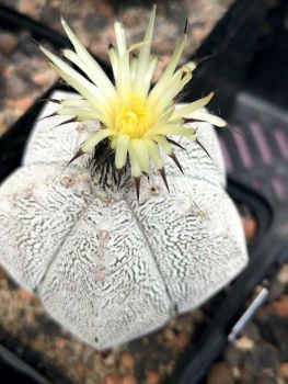 Astrophytum onzuka