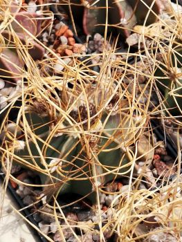 Astrophytum senile var. aureum