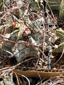 Astrophytum capricorne var. major