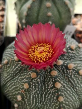 Astrophytum asterias  Zuchtform rote Blüten