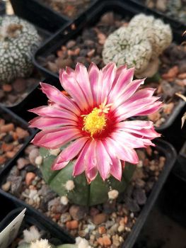 Astrophytum asterias  Zuchtform rote Blüten