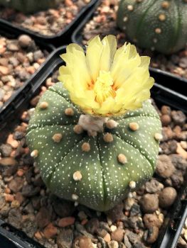 Astrophytum asterias