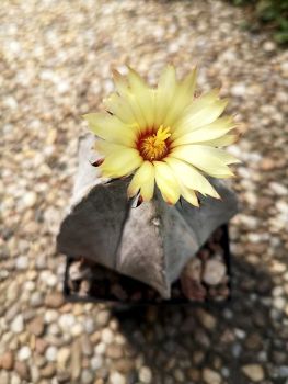 Astrophytum coahuilense