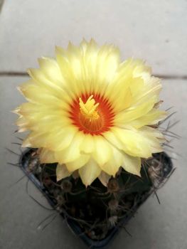 Astrophytum capricorne var. major