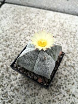 Astrophytum myriostigma 4 rippig