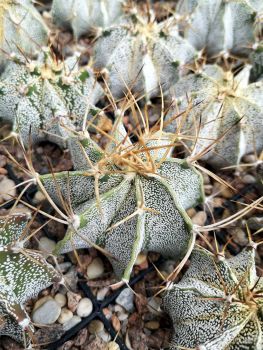 Astrophytum ornatum var. mirabelli