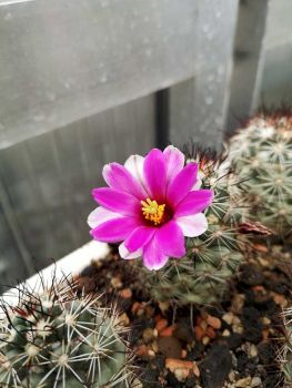 Mammillaria schumannii ssp. globosa