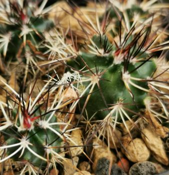 Echinocereus davisii