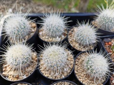 Thelocactus macdowellii