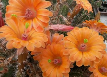 Echinocereus rischeri