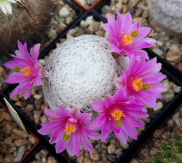 Mammillaria herrarea