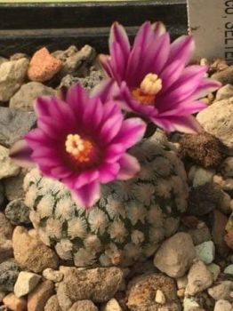 Turbinicarpus valdezianus rote Blüten