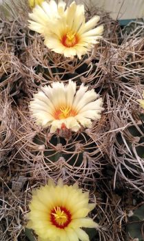 Astrophytum niveum