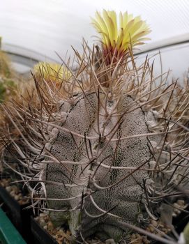 Astrophytum niveum