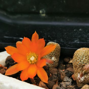 Rebutia heliosa r314