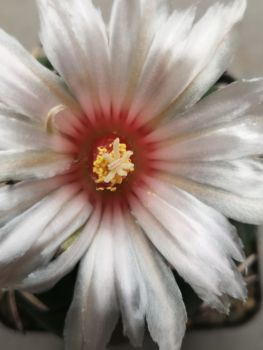 Coryphantha poselgeriana var. valida