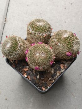 Mammillaria crucigera